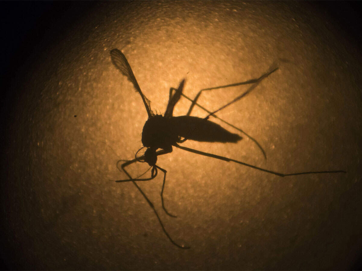 Rajasthan has reported 159 cases of Zika infections