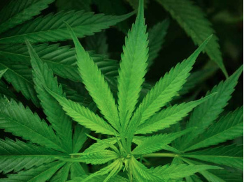 Thousands of patients in Greece are thought to use cannabis for a range of serious medical conditions