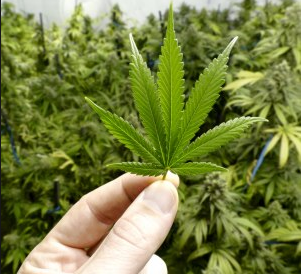 Alaska credit union to serve marijuana businesses