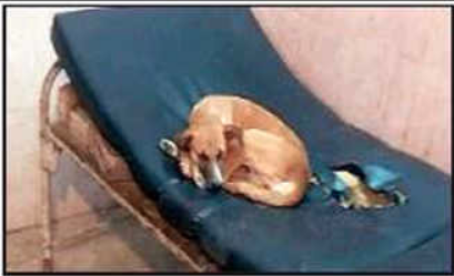 Agra : Viral video shows dog sleeping on bed at SNMC, probe ordered