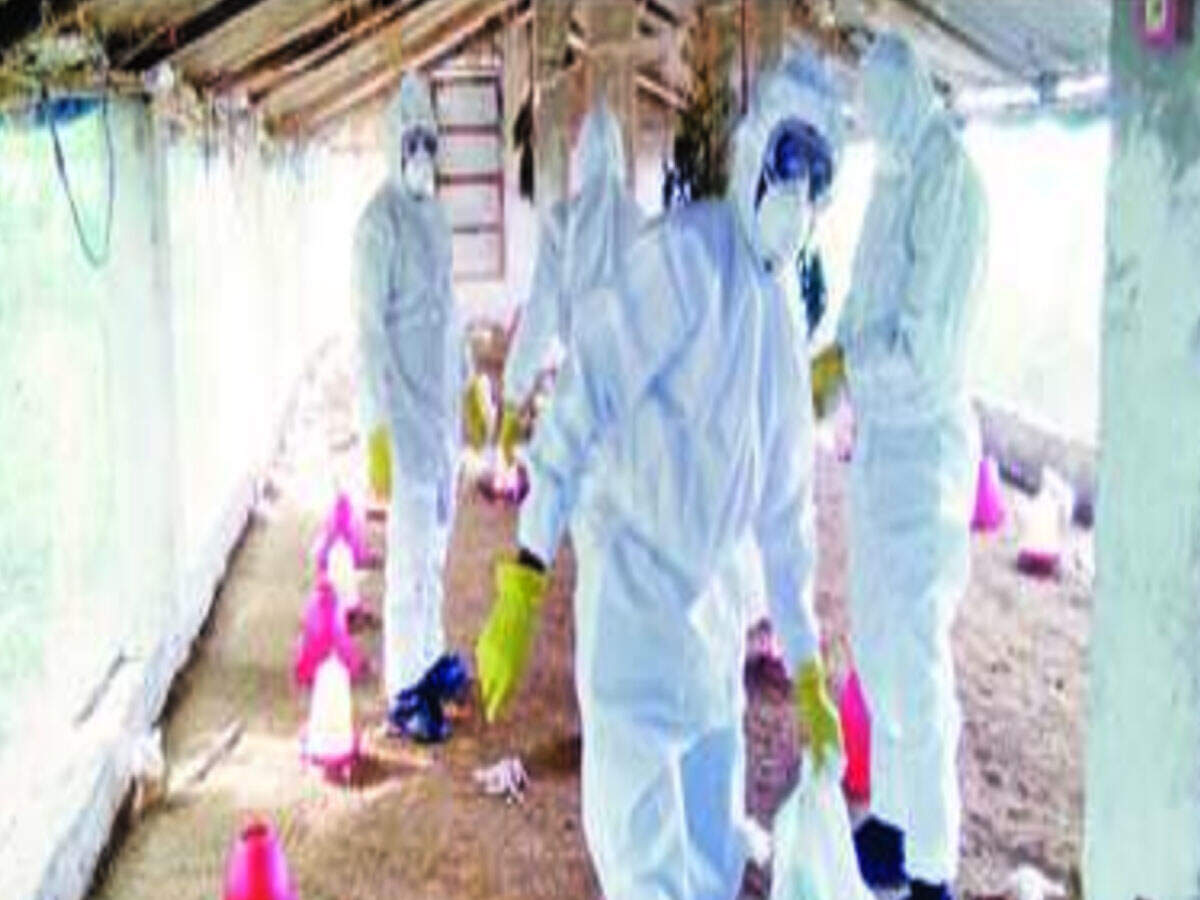 Vaccination starts in Ganjam to check bird flu outbreak