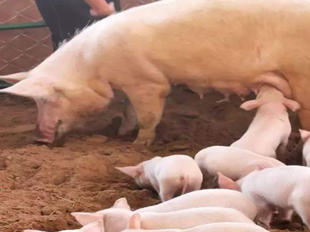 Study finds antibiotic-resistant bacteria in Brazil pork