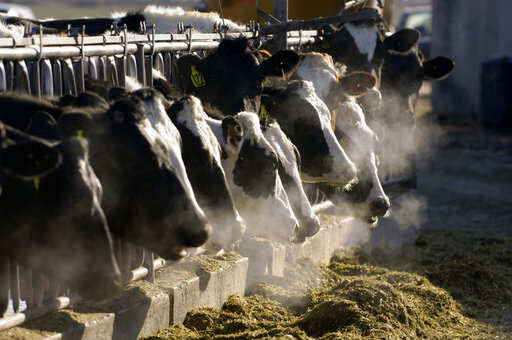 India ready to allow US dairy imports with riders