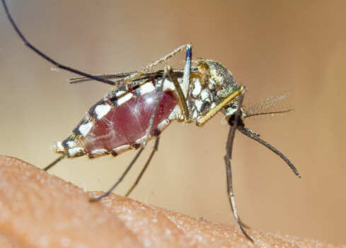 Experts call for replicating malaria tackling project in Odisha across India