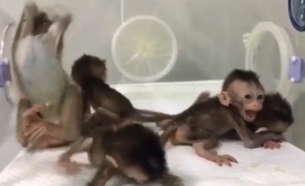 Chinese scientists clone 5 gene-edited monkeys