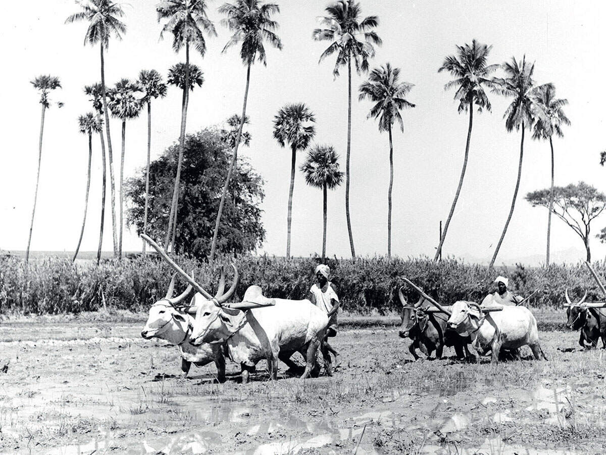 How a British researcher helped lay principles for organic farming movement in 1930s