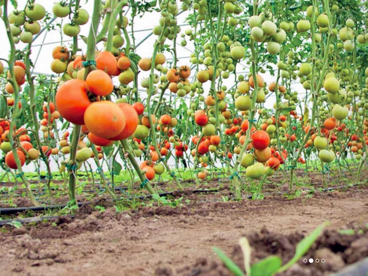 Startups are deploying tech to improve farm-to-fork supply chain and offer farmers better prices