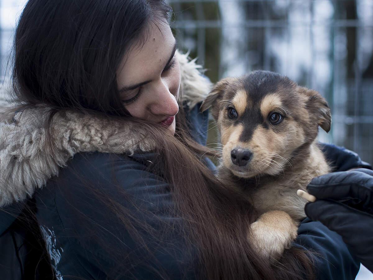 Swipe right! Tinder-like GetPet will help find a partner for your pet