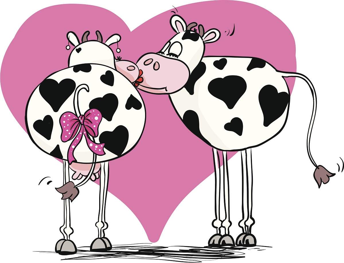 Влюбленные коровы