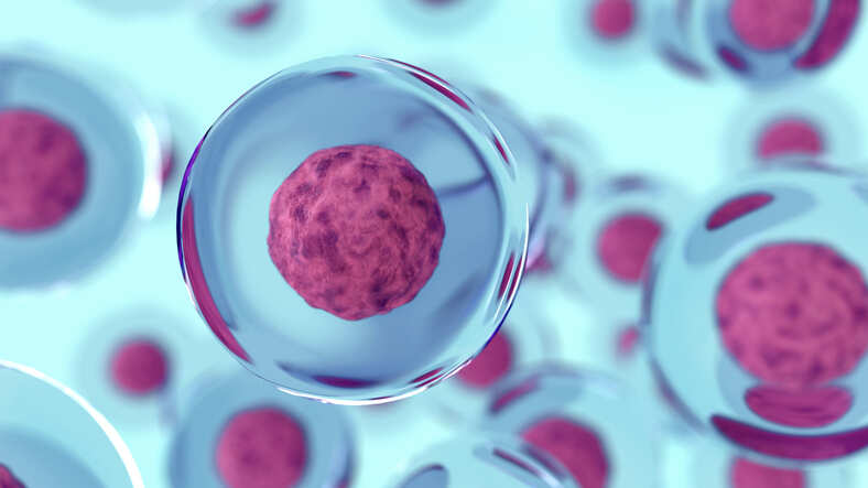 Consuming fewer calories can improve cell performance: Study