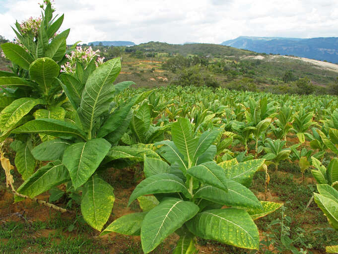 uses of tobacco plant University Of Western Ontario: Tobacco plants can help treat diabetes,  stroke, ETHealthworld