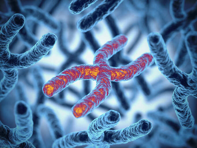 Research: Here's what controls the tips of our chromosomes