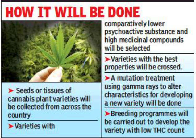 New pill: Low on nasha, high on medicinal value