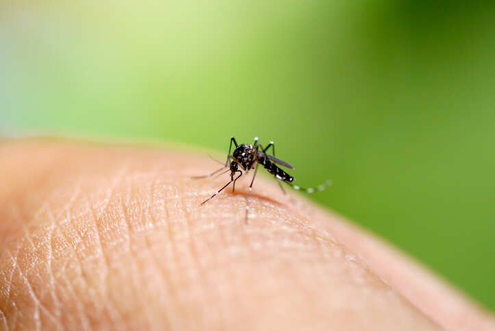 Six dengue cases reported in Delhi this year: municipal report
