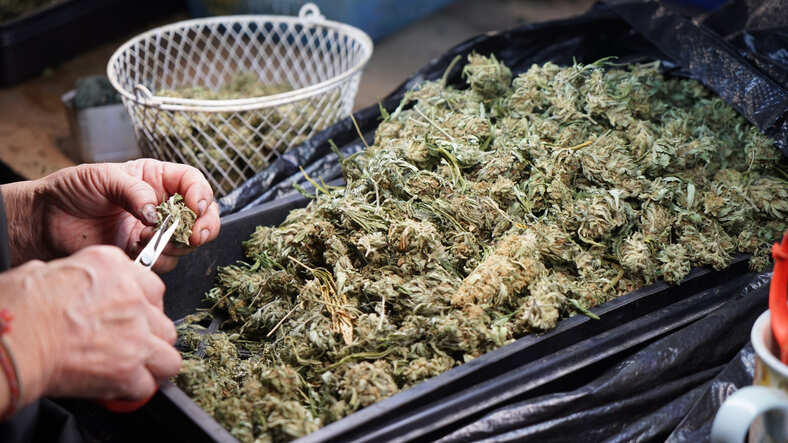 Use of marijuana during pregnancy can adversely affect offspring's brain: study