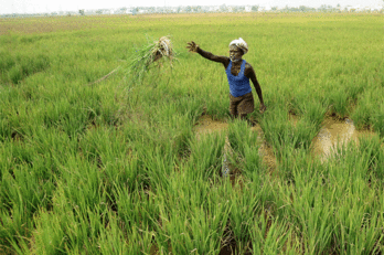 Tiger Global pumps Rs 625 crore in NinjaCart