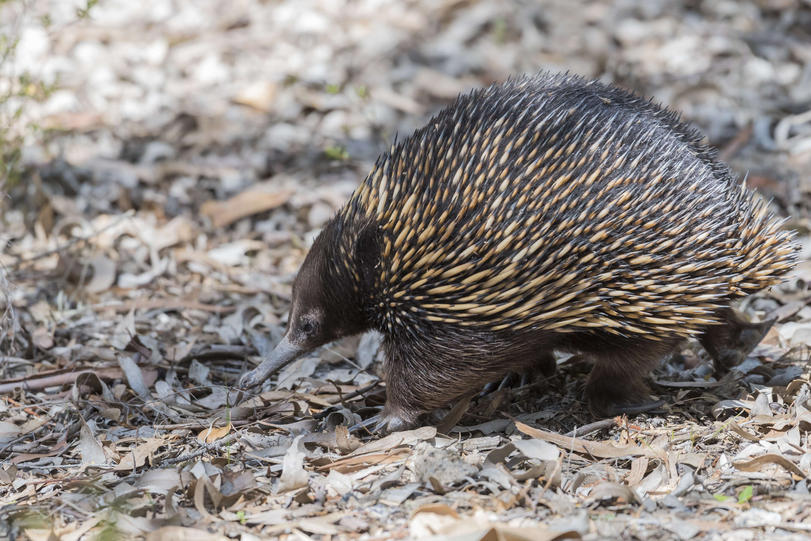 Egg laying mammals become source of novel anti-microbial: researchers said