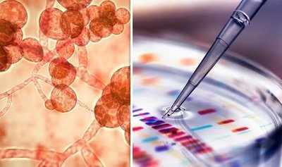 A new fungal infection in patients even with fewer days in ICU, finds study