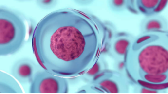 Researchers create embryo stem cells from skin cells