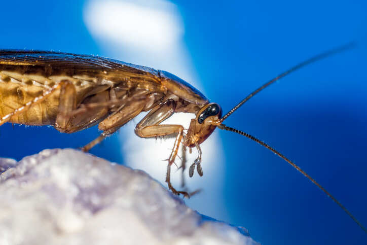 Traditional cleaning methods inadequate for removing dust mites, cockroach allergens: Study