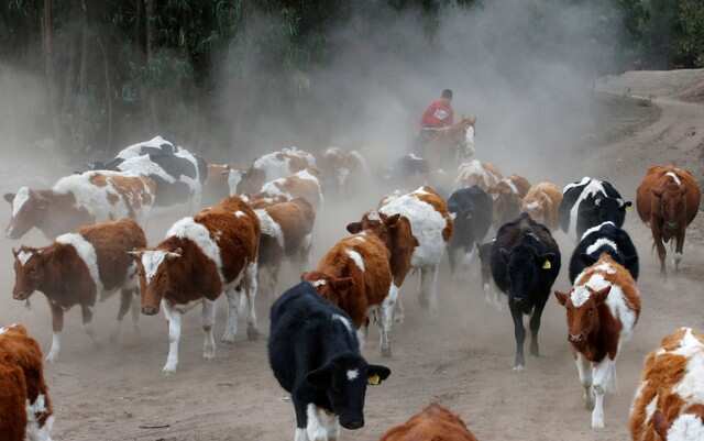 Maine company wants to turn cow poo into gas to heat homes