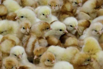 Scientists edit chicken genes to make them resistant to bird flu