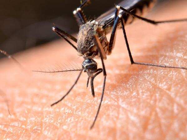 High Resolution Snapshot Of Chikungunya Virus May Lead To Drugs Vaccines Research Health News Et Healthworld