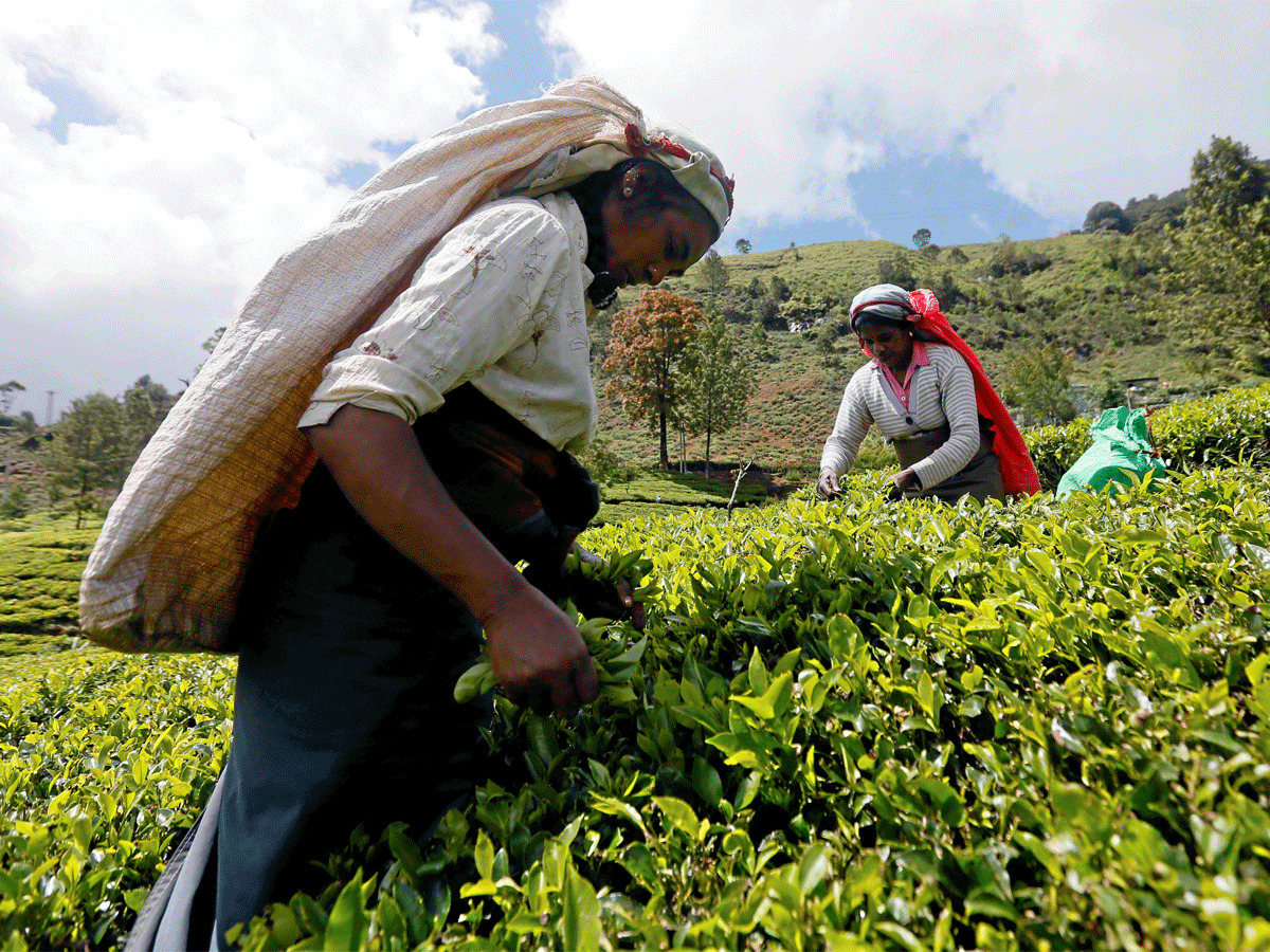 The company earned a net profit of Rs 3.8 crore on a turnover of Rs 358 crore in 2018-19 despite flood and frost affecting plantations.
