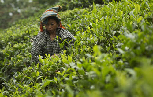 Goodricke to open 2 ‘Tea Pot’ lounges a year