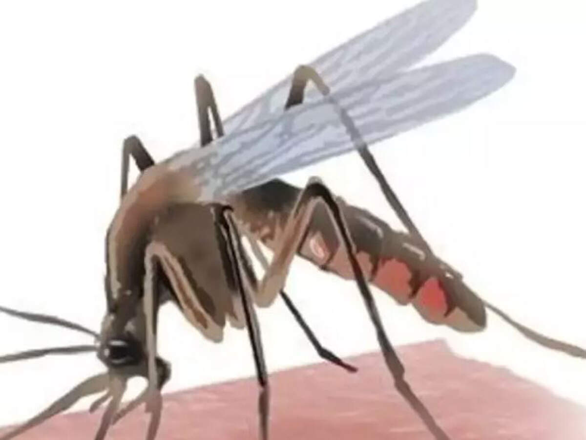 Jalandhar: Anti-larva teams detect 43 dengue larva cases in 10 places