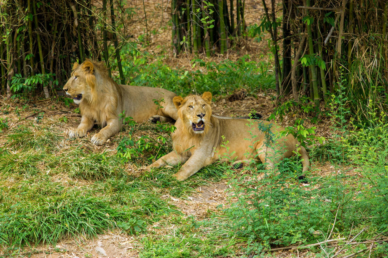 Wildlife Tourism: Gujarat keen to hear Ambardi Safari Park roar in global  tourism map, ET TravelWorld News, ET TravelWorld