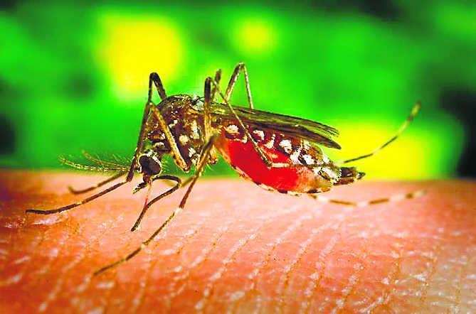 Kerala waspada setelah epidemi Zika;  Tim tengah berangkat