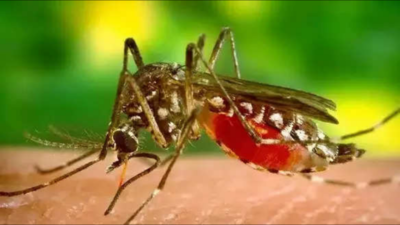 Delhi hospitals seeing rise in dengue cases, experts emphasise precaution