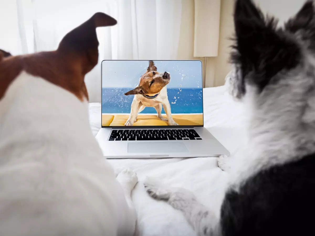 Beta India a spus că consiliul a emis sfatul după apelurile lor cu privire la cruzimea față de animale în filme și emisiuni TV.  (Imagine cu scop reprezentativ / iStock)