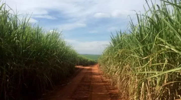  The agency projected that mills in the country will earmark 7.9% less sugarcane for ethanol production.