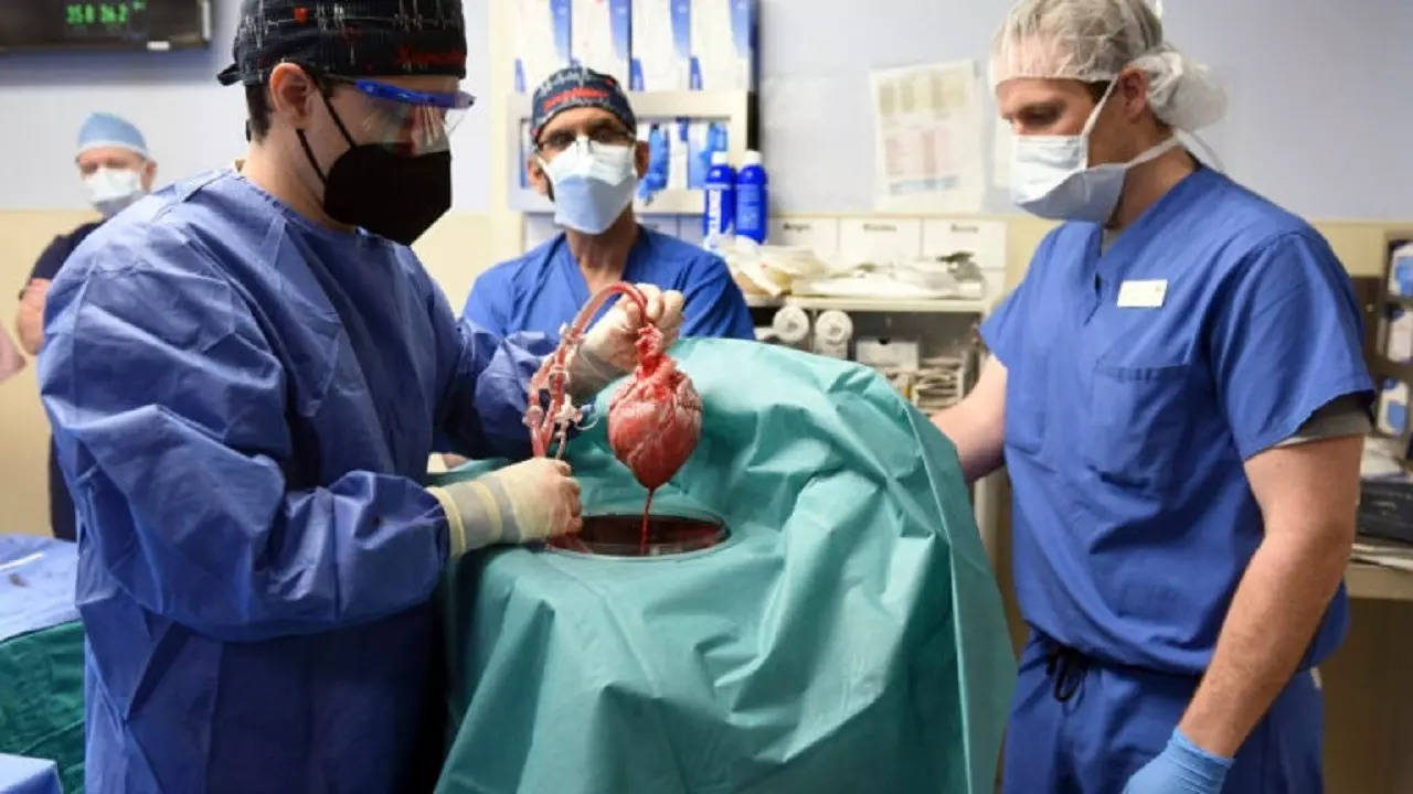 인간 이식에 사용된 돼지 심장에서 바이러스 발견