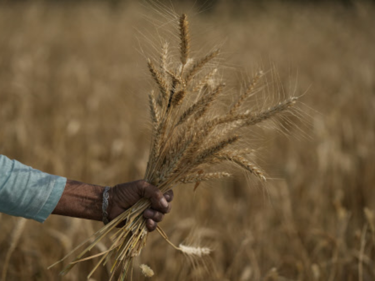 Wheat export ban to cool down retail prices in week or so: Food Sec
