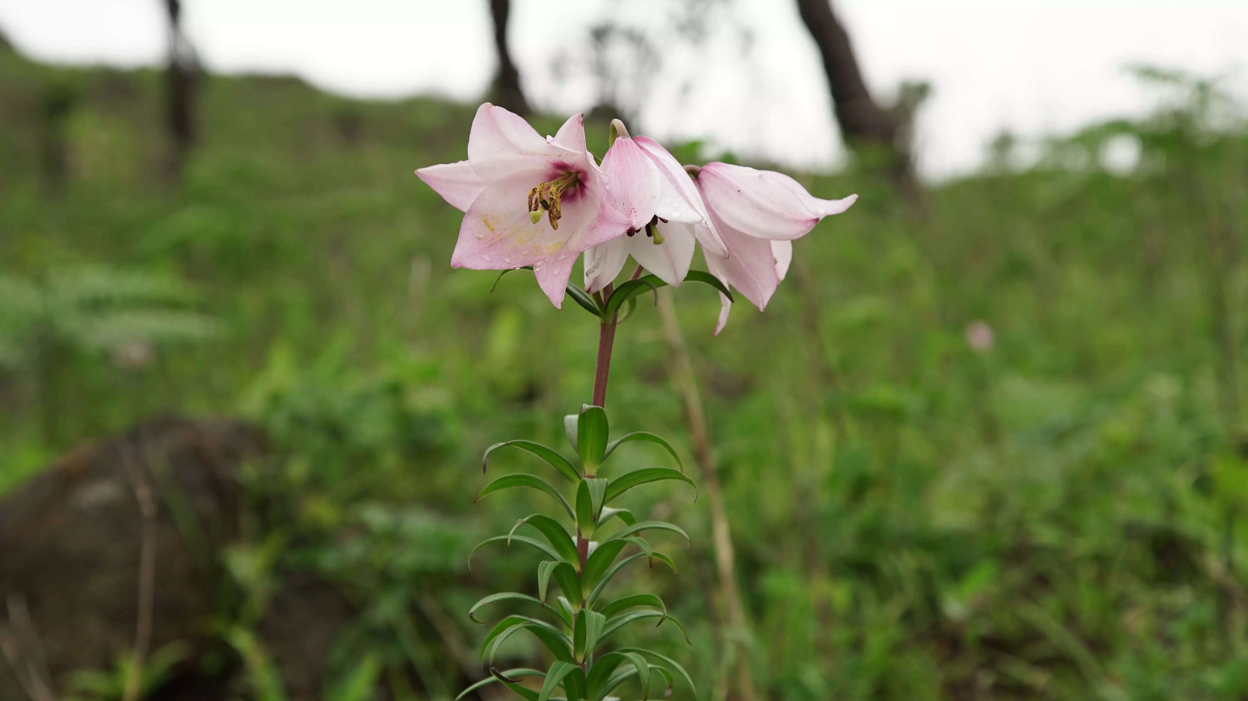 Siroy Lily Flower Best Flower Site