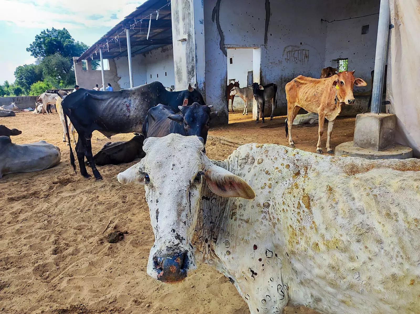 Lumpy skin disease: HC notice to Delhi Govt, MCD on PIL seeking remedial steps to save cows