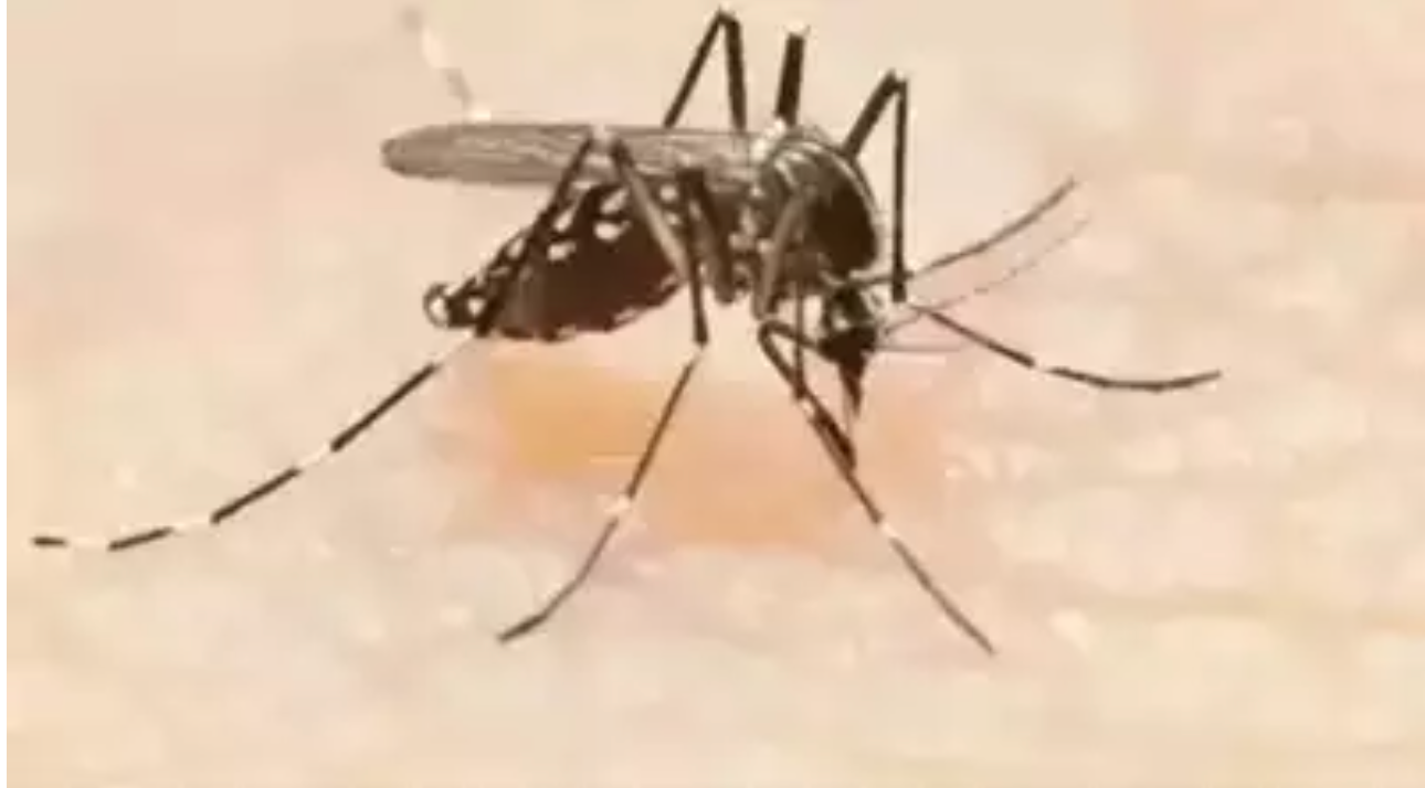 Municipal Corporation of Delhi tells 3 hospitals to add dengue beds