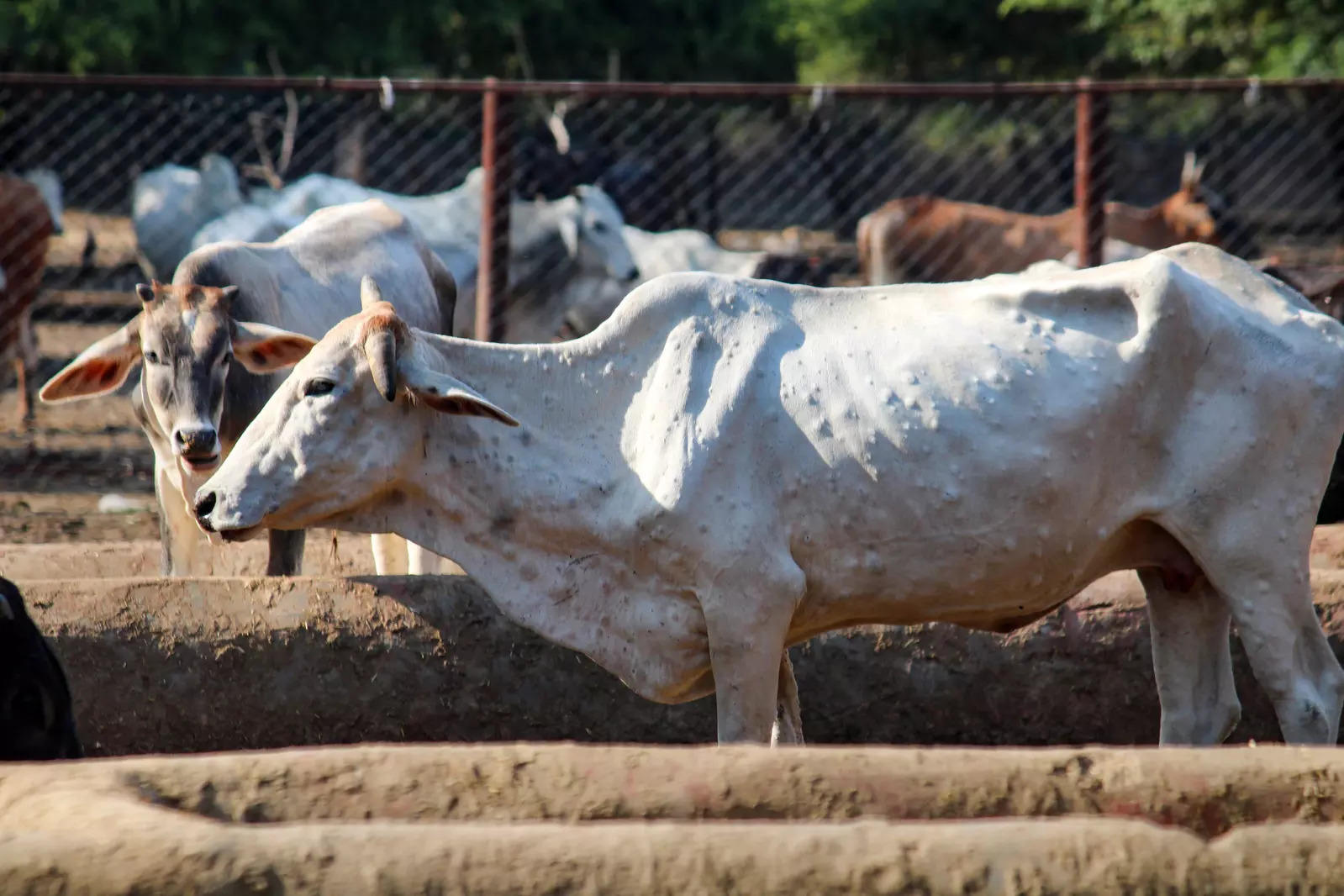 Lumpy skin disease widespread among cattle: HC, asks Maha response on plea seeking policy