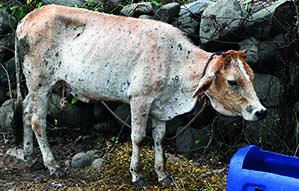 1.43 lakh cattle affected by lumpy skin disease in Maha so far; more than 90,000 recovered: Official