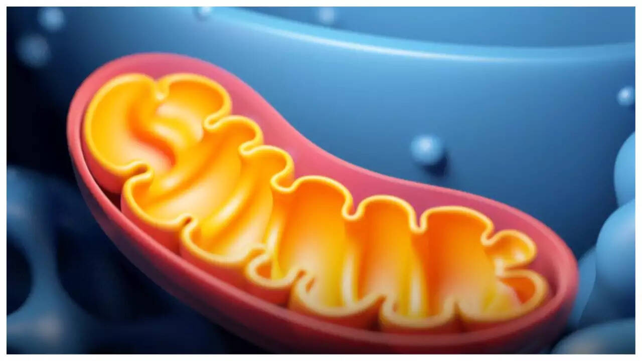 Mitochondria: The Key To Unlocking A Healthier Body