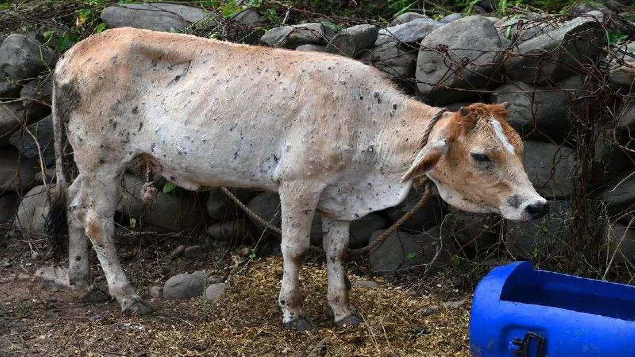 Animals sent to Lakshadweep from Kerala have to certified free of lumpy skin disease