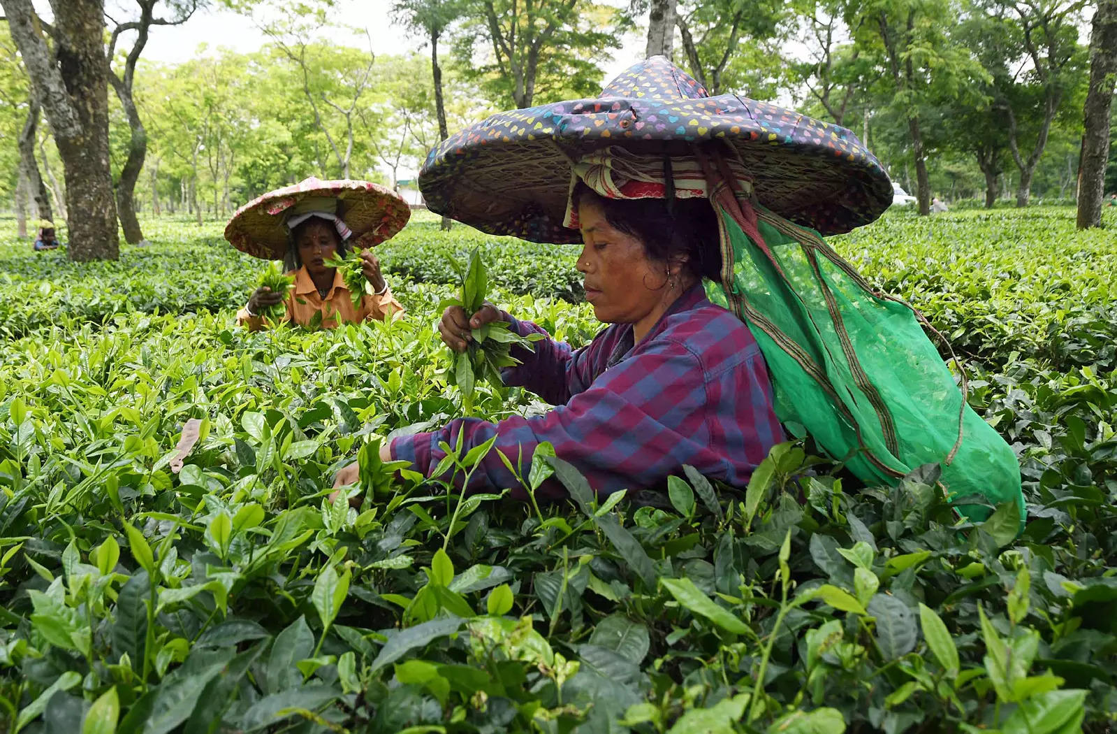 Tea exports rise 18 per cent in first 10 months of 2022