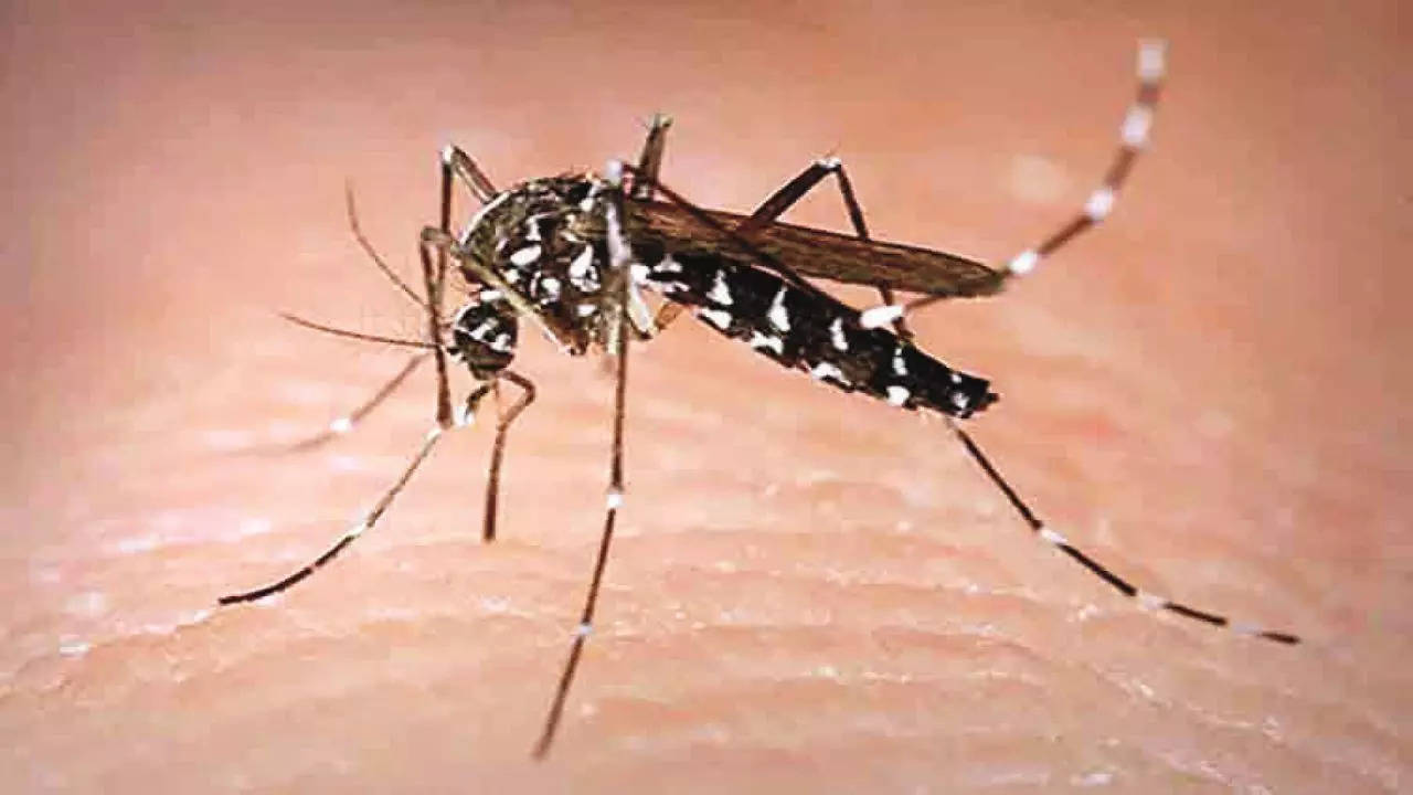 Super-resistant mosquitoes in Asia pose growing threat: study