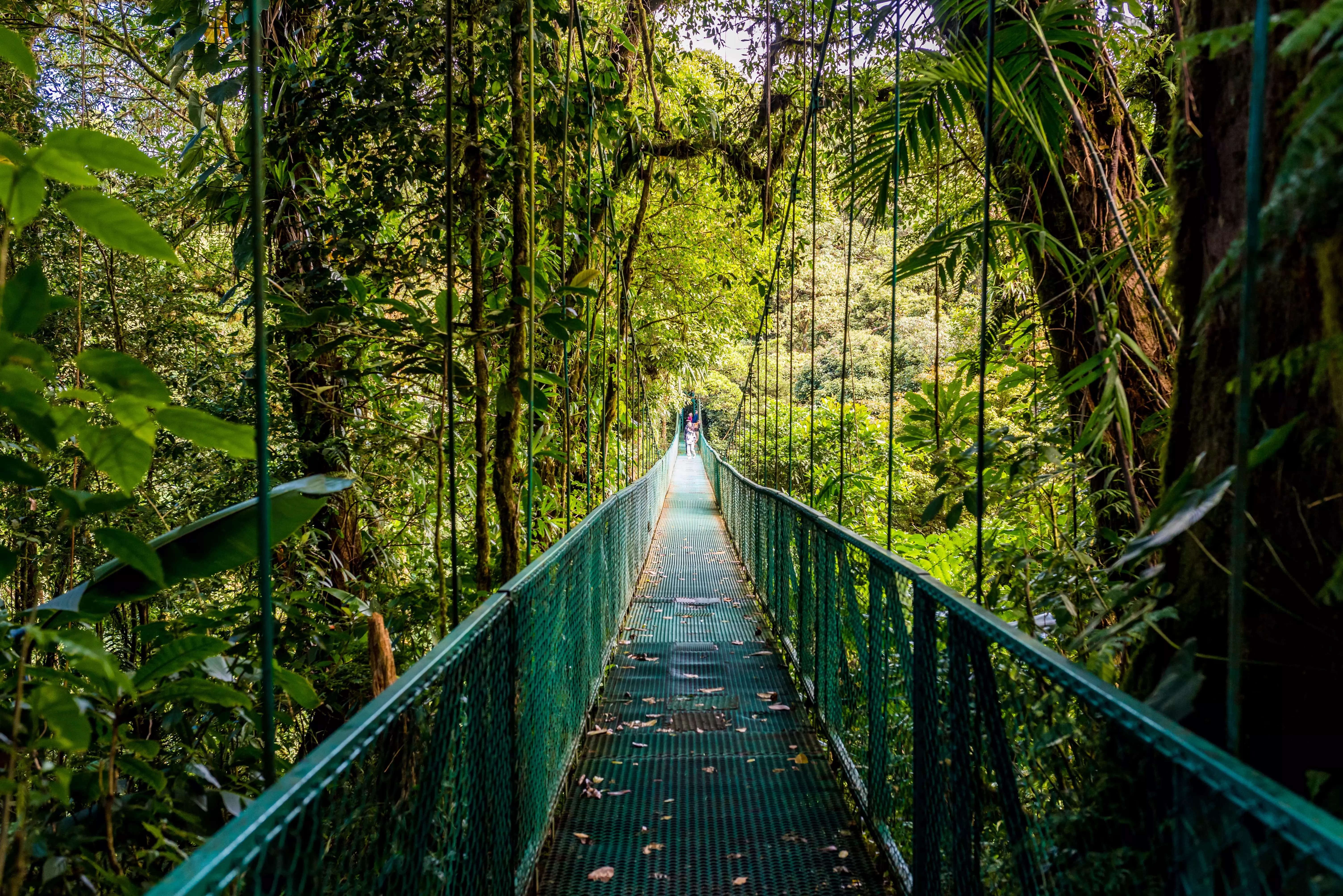 Монтеверде Коста Рика мост