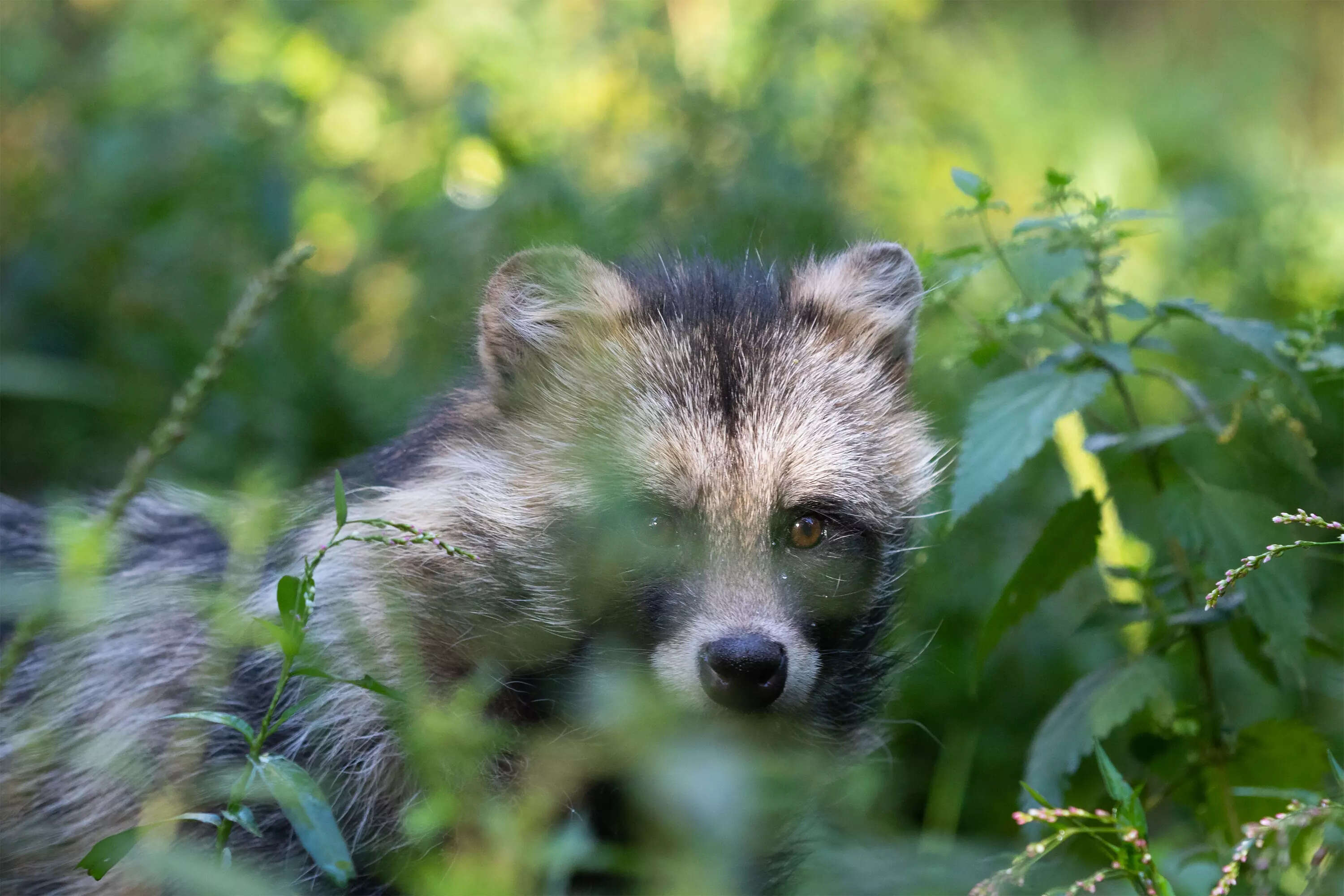 raccoon dogs