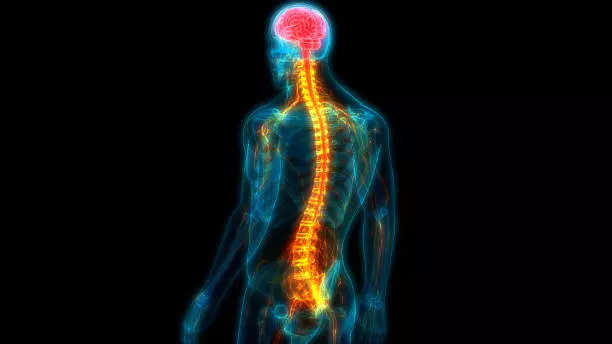 Spinal Cord Stimulator  Johns Hopkins Medicine