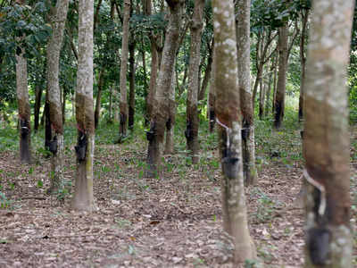 India natural rubber production sees signs of revival, Auto News, ET Auto